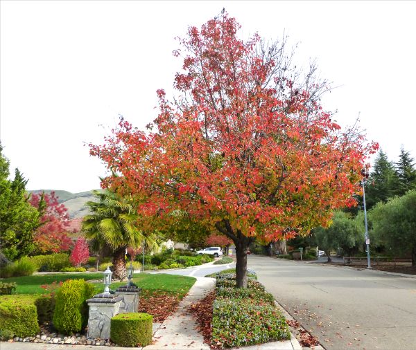 A typical street tree with beautiful fall colors
