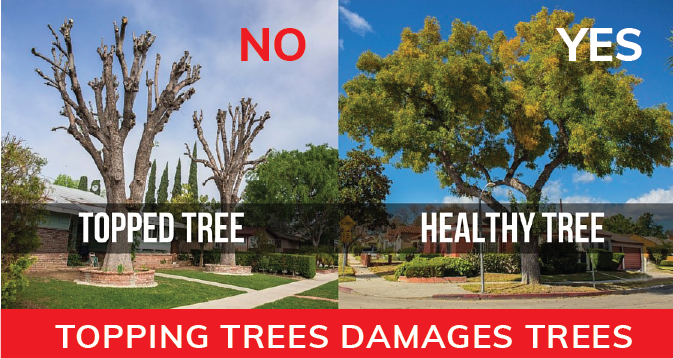 Topping can cause trees to become hazardous 